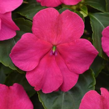 Impatiens walleriana - Beacon&trade; Rose