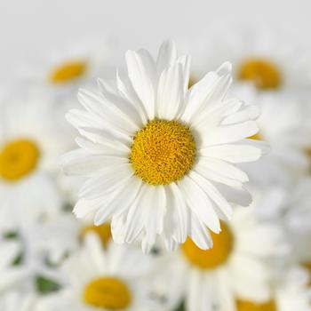 Leucanthemum x superbum - 'White Lion' Shasta daisy
