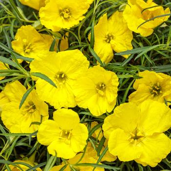 Calylophus - 'Ladybird® Sunglow' Texas Primrose