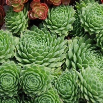 Sempervivum - 'Braunii' Hen and Chicks