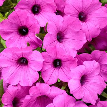 Petunia - Supertunia Vista® 'Jazzberry®'