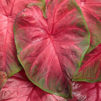 Caladium hortulanum - Heart to Heart&reg: 'Hot Flash'