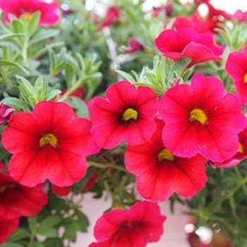 Calibrachoa (Million Bells) - 'Bloomtastic Cherry'