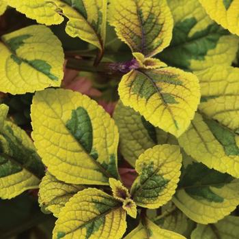Plectranthus - FanciFillers™ 'Guacamole'