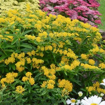 Asclepias tuberosa - 'Hello Yellow' Butterfly Milkweed