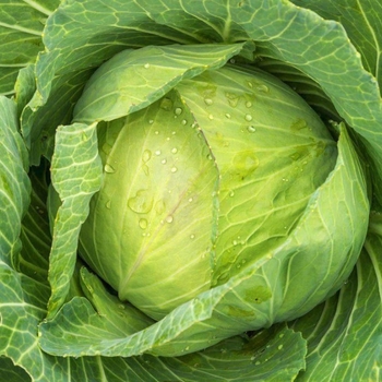 Brassica oleracea - 'Golden Acre' Cabbage