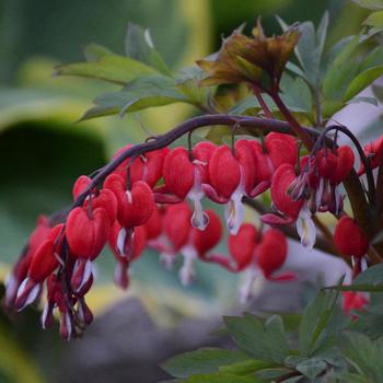 Dicentra spectabilis - 'Valentine®' Bleeding Heart