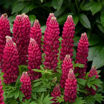 Lupinus polyphyllus () - Mini Gallery™ 'Red'