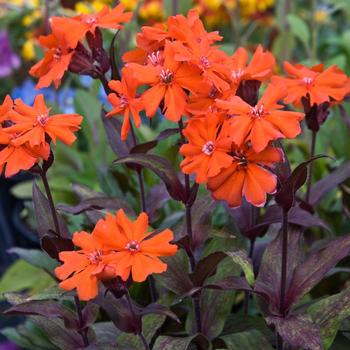 Lychnis coronaria - 'Orange Gnome (Orange Zwerg)' Catchfly