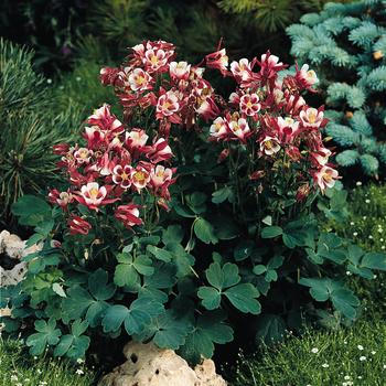 Aquilegia vulgaris (Columbine) - Winky 'Red & White'