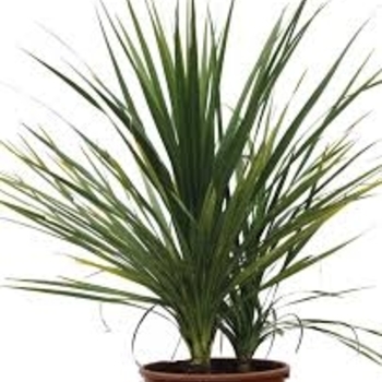 Cordyline indivisa - Spikes