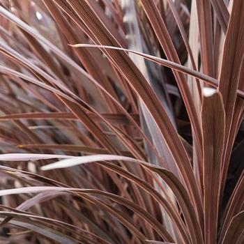 Cordyline australis - 'Red Star'