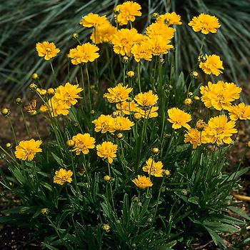 Coreopsis grandiflora - 'Early Sunrise' Tickseed