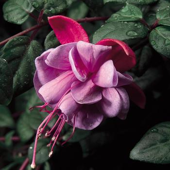 Fuchsia magellanica - 'Blue Eyes'