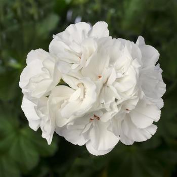 Pelargonium - Interspecific Geranium