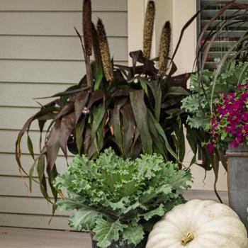 Pennisetum glaucum - 'Purple Baron' Ornamental Millet