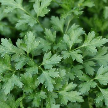 Petroselinum neapolitanum - 'Flat Italian' Parsley