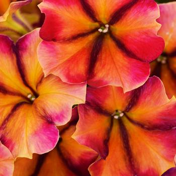 Petunia - Crazytunia&reg; 'Tiki Torch'