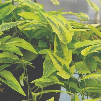 Solanum jasminoides - 'Variegata' Potato Vine