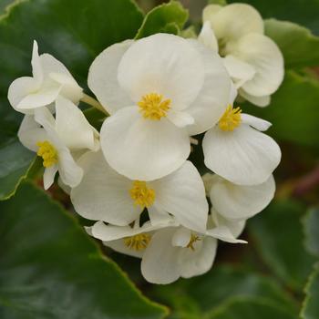 Begonia - Megawatt™ 'White Green Leaf'