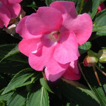 Impatiens - SunPatiens® Pretty Pink