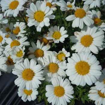 Argyranthemum frutescens - Lollies™ White Chocolate