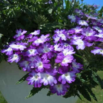 Verbena - 'Wicked Great Grape'