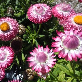 Bracteantha bracteata - 'Granvia Pink' Strawflower