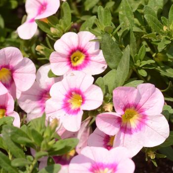 Calibrachoa - 'Bloomtastic Rose Quartz' Million Bells