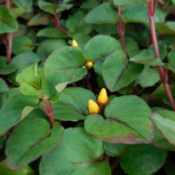 Lysimachia christianiae (Loosestrife) - Hillier™ 'Sunburst'