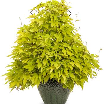 Ipomoea batatas (Sweet Potato Vine) - Sweet Caroline Upside™ 'Key Lime'