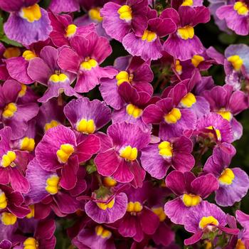 Nemesia fruticans - Aromance™ 'Mulberry'