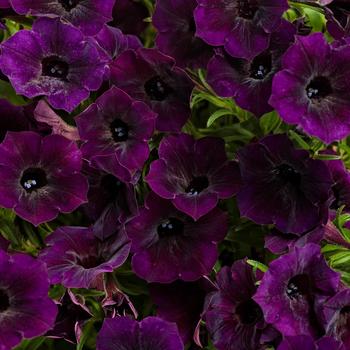 Petunia - Supertunia Mini Vista® 'Midnight'