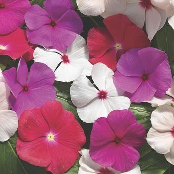 Catharanthus roseus (Vinca) - Cora® 'Cascade Mix'