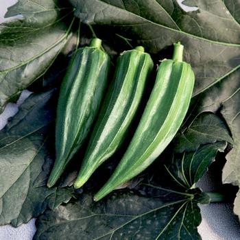 Abelmoschus esculentus (Okra) - 'Green Fingers'