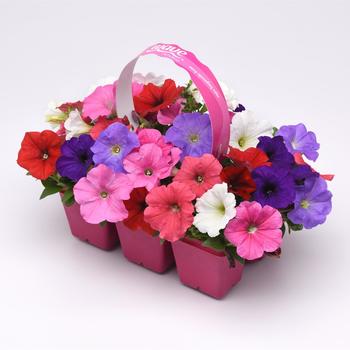 Petunia - E3 Easy Wave® 'Formula Mix'