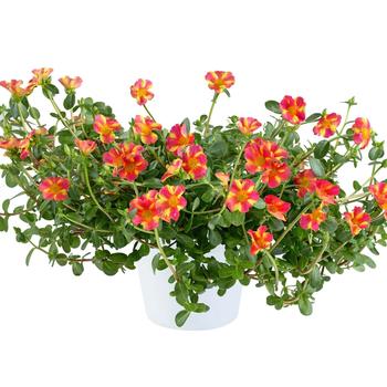 Portulaca oleracea - Mega Pazzaz™ 'Pink Twist'