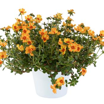 Portulaca oleracea - Mega Pazzaz™ 'Mango Twist'
