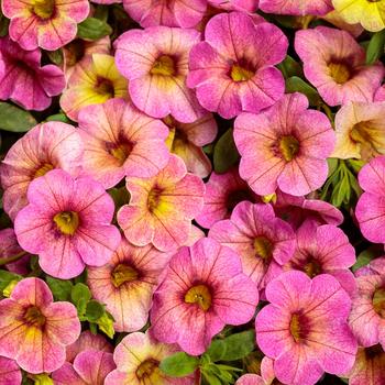 Calibrachoa - Superbells® 'Prism™ Pink Lemonade'