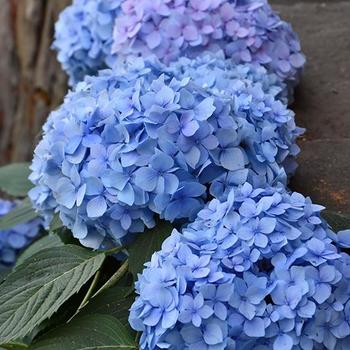 Hydrangea macrophylla - Hydrangea