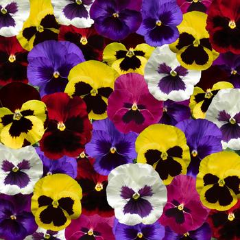 Viola x wittrockiana (Pansy) - Delta™ Pro Blotch Mix