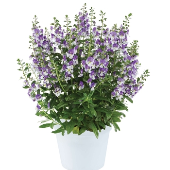 Angelonia angustifolia (Summer Snapdragon) - Alonia™ 'Big Blue'