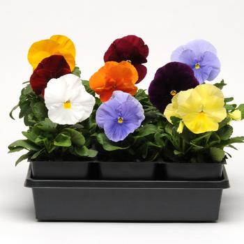 Viola x wittrockiana (Pansy) - Spring Matrix™ Clear Mix