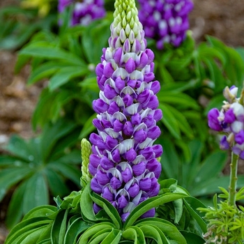 Lupinus polyphyllus - 'Gallery Mix' Lupine