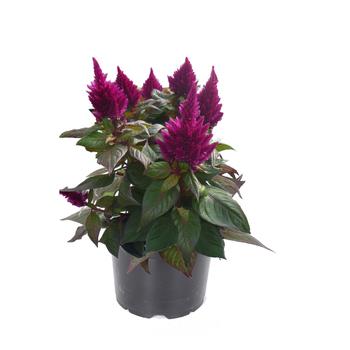 Celosia spicata (Cockscomb) - Kelos® Fire Purple