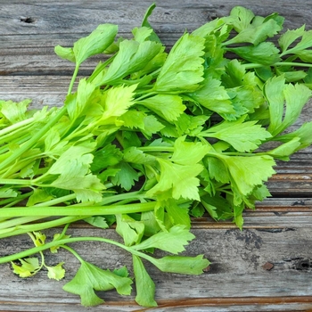 Celery -Apium graveolens