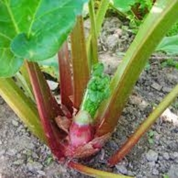 Rheum rhabarbarum - 'Victoria' Rhubarb