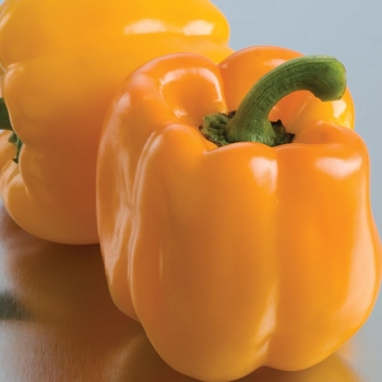 Capsicum annuum - Yellow Bell Pepper