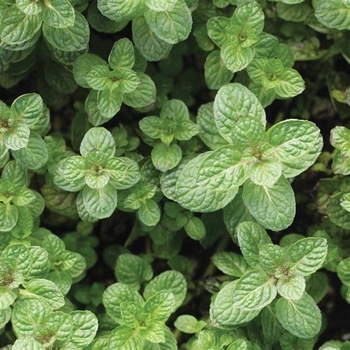 Mentha suaveolens - Apple Mint