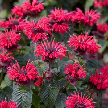 Monarda - 'Jacob Cline' Beebalm